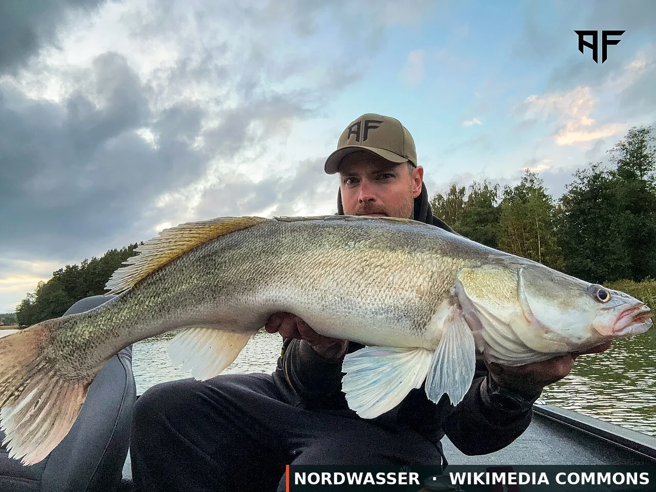 Zander in Schweden: Top-Gewässer