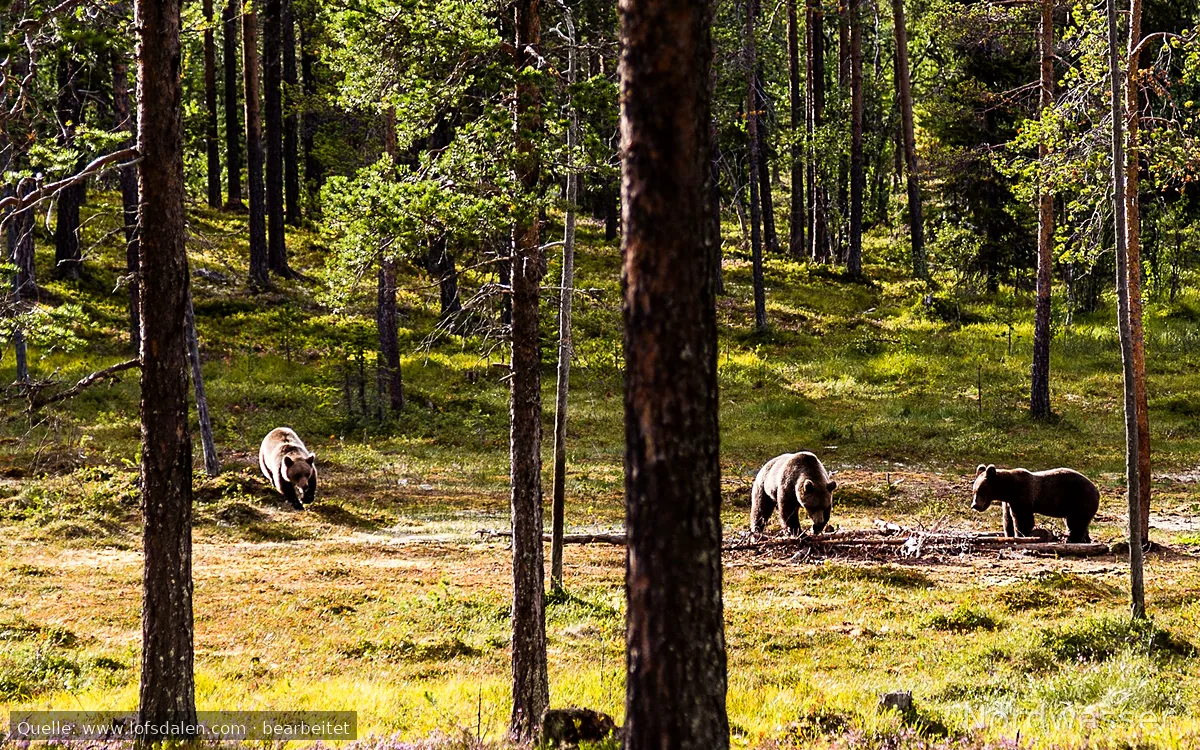 Lofsdalen Bear's Den