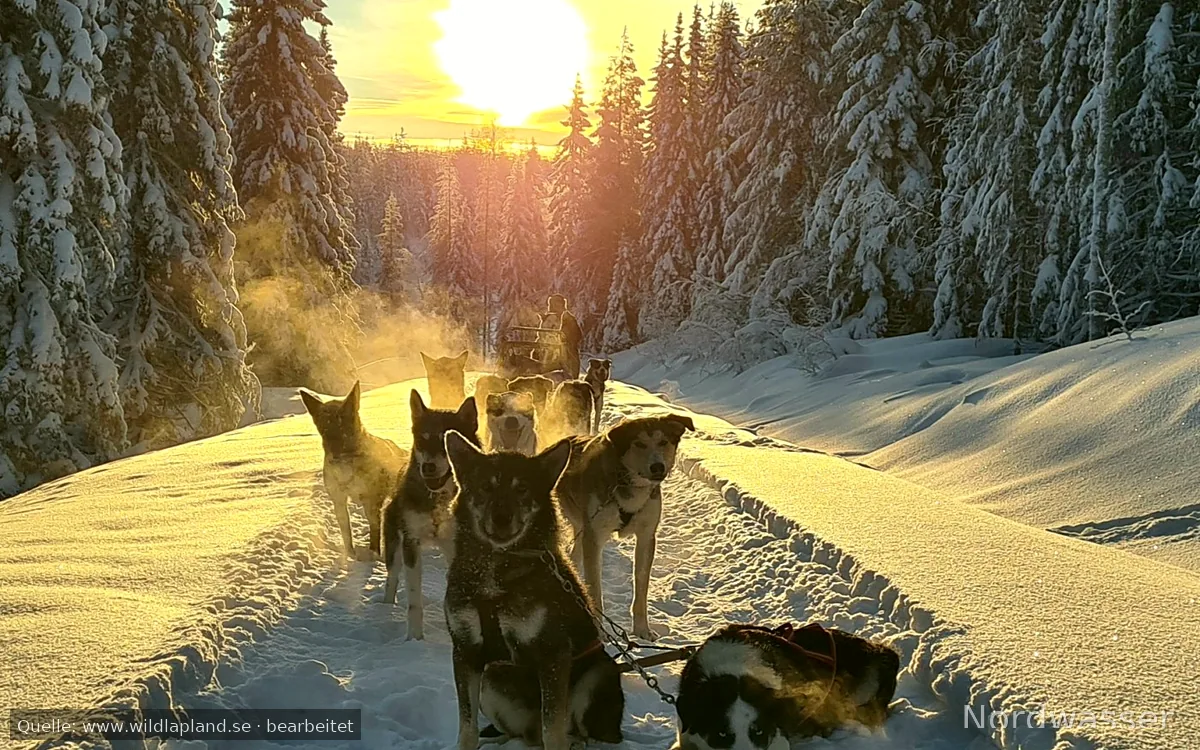 Wild Lapland