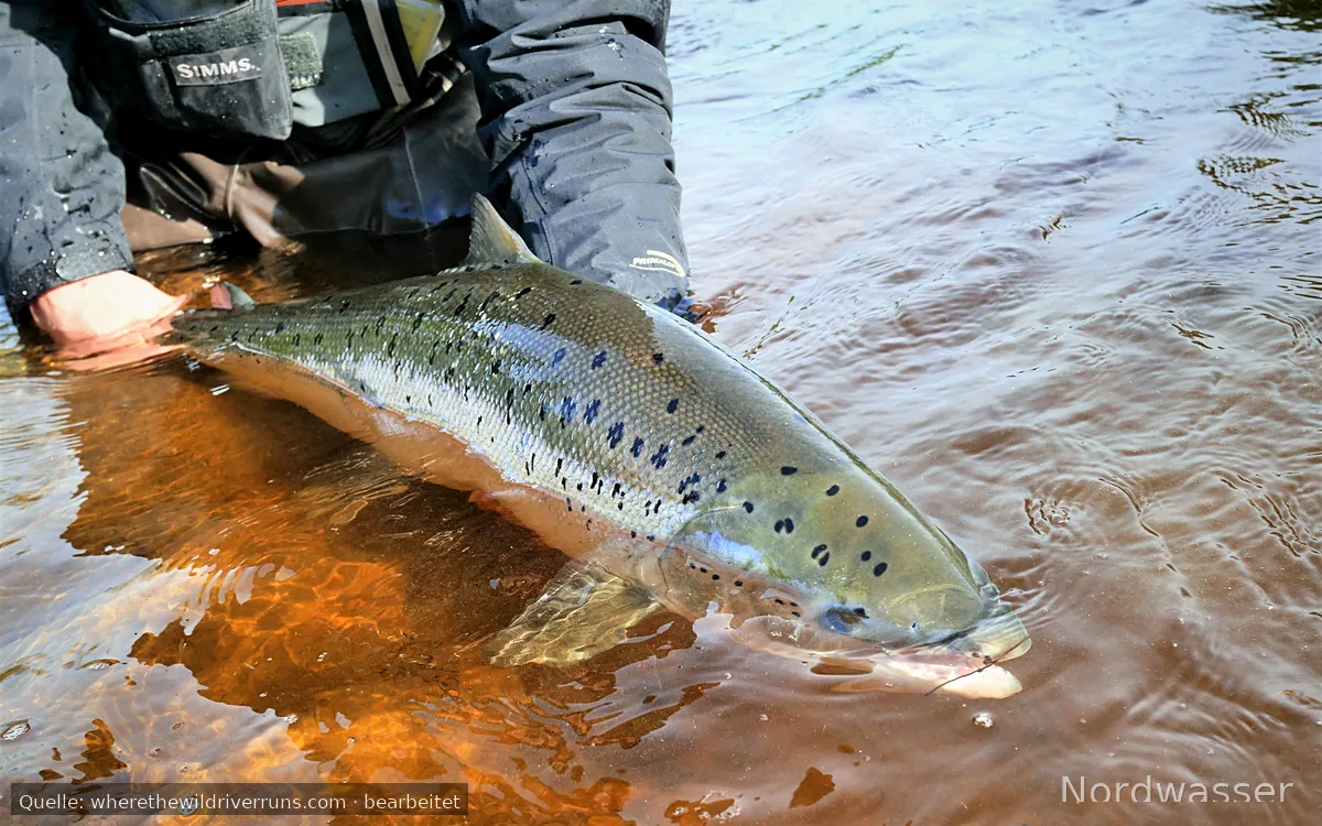Where the Wild River Runs